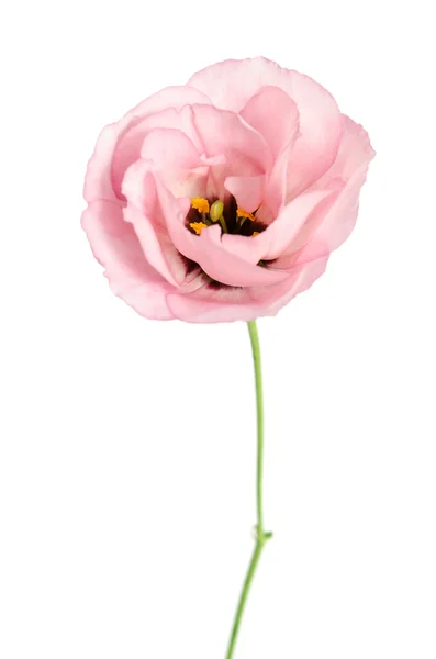 Красуня рожева квітка ізольована на білому. Еустомі — стокове фото