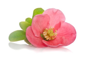 Beyaz arka planda güzel pembe çiçek