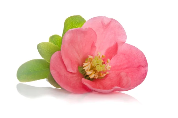 Vacker rosa blomma på vit bakgrund — Stockfoto