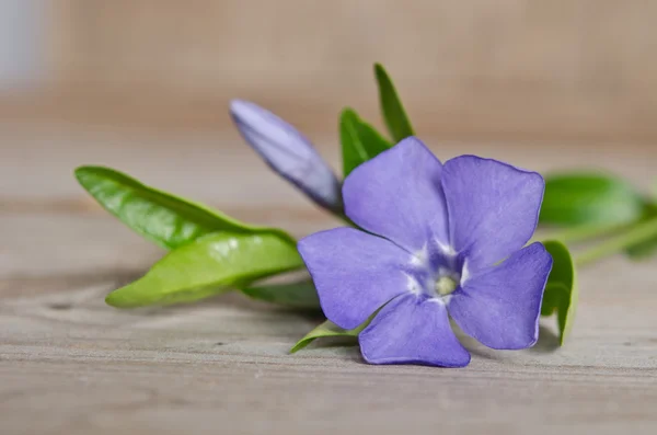 Hermosa flor azul periwinkle sobre fondo de madera —  Fotos de Stock