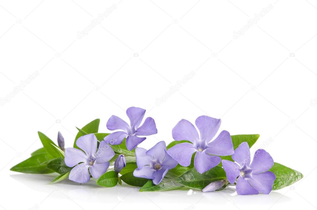 Blue Periwinkle flowers on a white background