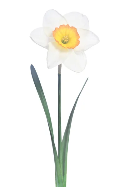 Όμορφη daffodil που απομονώνονται σε λευκό φόντο — Φωτογραφία Αρχείου