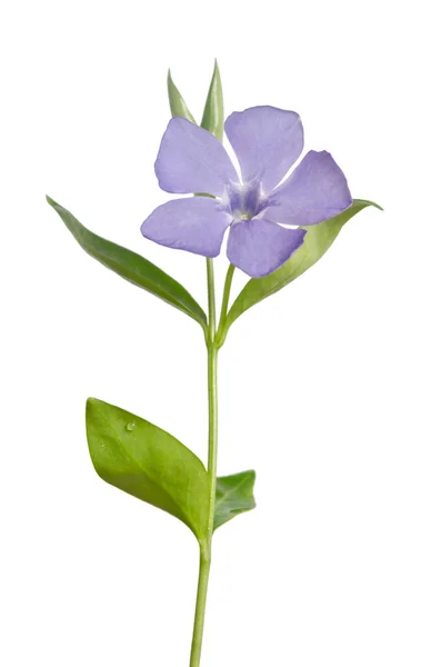 Vacker blå blomma periwinkle på vit bakgrund — Stockfoto