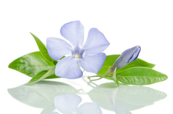 Vacker blå blomma periwinkle på vit bakgrund — Stockfoto