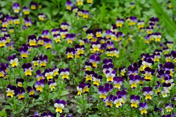 Pansies in a spring garden — Stock Photo, Image