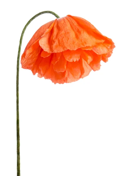 Single red poppy isolated on white — Stock Photo, Image