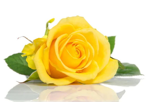 Beyaz arkaplanda izole edilmiş güzel sarı gül