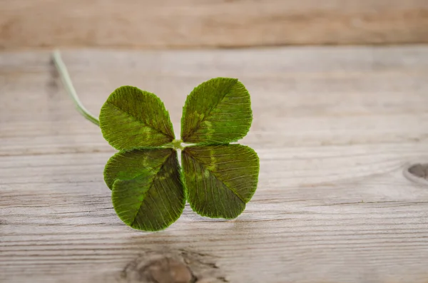 Four-leaf clover for good luck isolated on wooden background — Stock Photo, Image