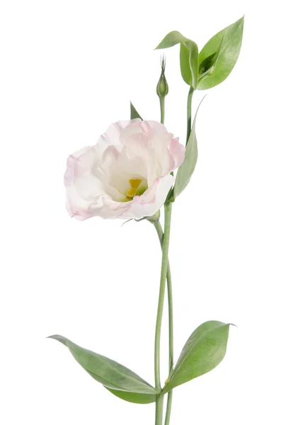 Bellezza fiore rosa chiaro isolato su bianco. Eustoma — Foto Stock