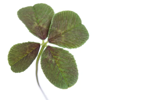 Klavertje vier geluksbrenger geïsoleerd op witte achtergrond — Stockfoto