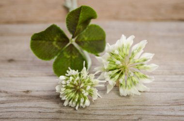 dört yapraklı yonca ahşap zemin üzerine çiçekli