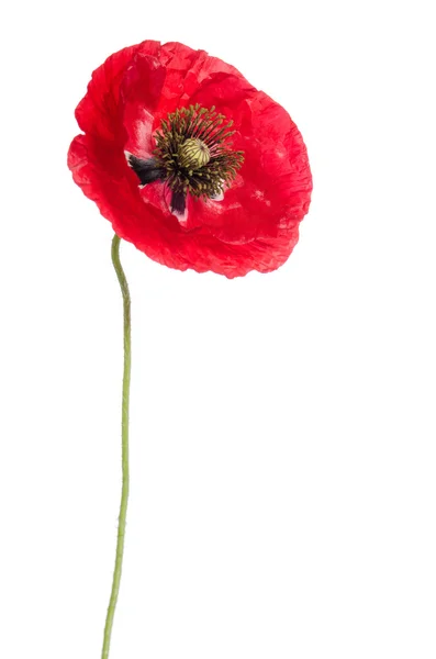 Single red poppy isolated on white — Stock Photo, Image