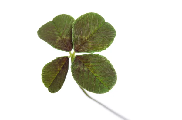 Trébol de cuatro hojas para la buena suerte aislado sobre fondo blanco —  Fotos de Stock