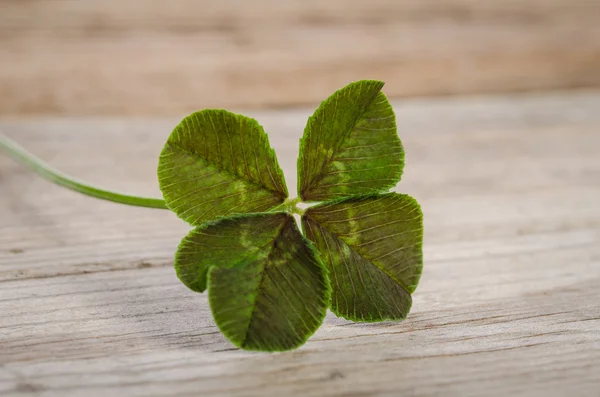 Klavertje vier geluksbrenger geïsoleerd op houten achtergrond — Stockfoto