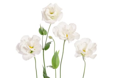 Beyaz arkaplanda izole edilmiş güzel östoma çiçekleri 