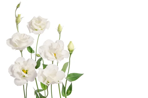 De belles fleurs d'eustomes isolées sur fond blanc et libres — Photo