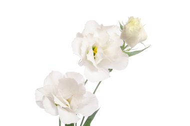 Beyaz izole güzellik beyaz çiçekler. Eustoma