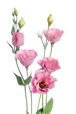 Beyaz arka plan üzerinde izole güzel pembe eustoma çiçek 