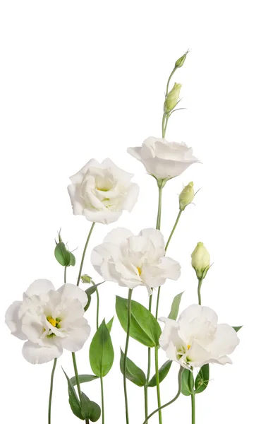 Beautiful eustoma flowers isolated on white background — Stock Photo, Image