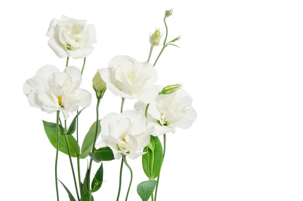 Hermosas flores de eustoma aisladas sobre fondo blanco y gratis — Foto de Stock