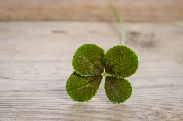 Four-leaf clover for good luck isolated on wooden background — Stock Photo, Image