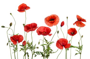 Kırmızı gelincikler beyaz arkaplanda izole edilmiş