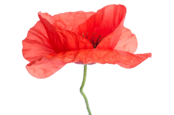 Beautiful head of red poppy  on white background — Stock Photo, Image