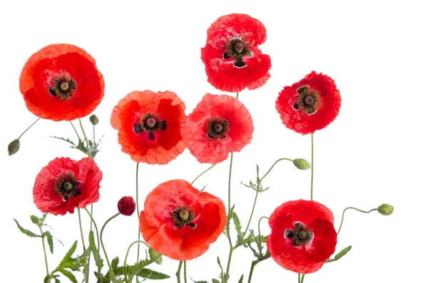 Rote Mohnblumen isoliert auf weißem Hintergrund — Stockfoto