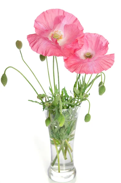 Coquelicots roses dans un vase en verre isolé sur fond blanc — Photo