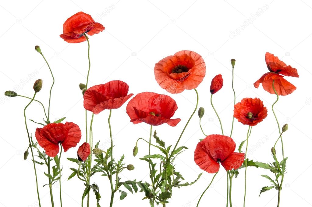 red poppies  isolated on white background