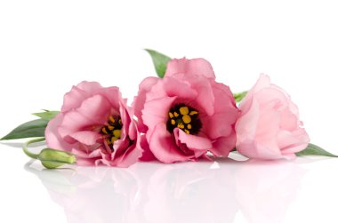 Beyaz arka plan üzerinde izole güzel pembe eustoma çiçek