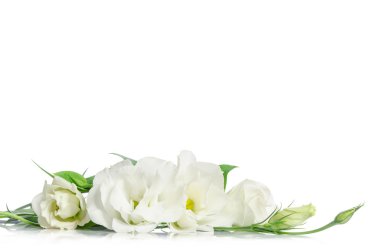 Güzel eustoma çiçek beyaz arka plan üzerinde izole ve ücretsiz 