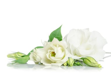 Güzel eustoma çiçek beyaz arka plan üzerinde izole ve ücretsiz 