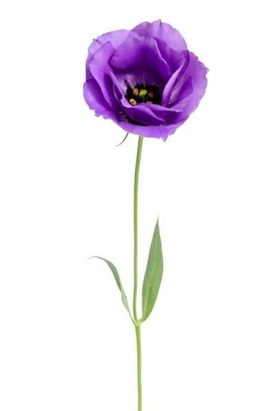 Belleza flor violeta aislada en blanco. Eustoma — Foto de Stock