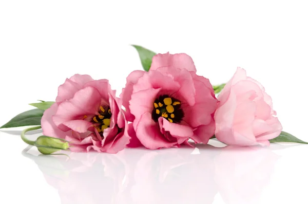 Belles fleurs d'eustomes roses isolées sur fond blanc — Photo