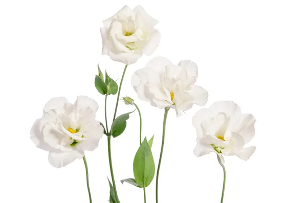 Belles fleurs d'eustomes isolées sur fond blanc — Photo