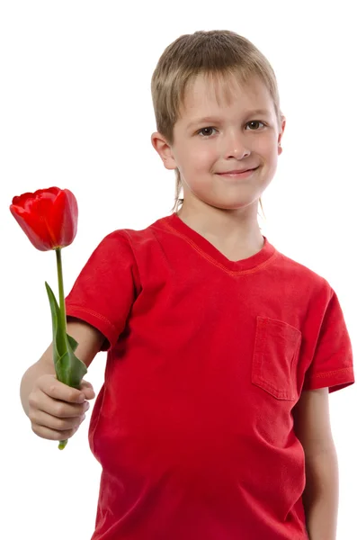 Boy holding red tulip isolated on white — Stock Photo, Image