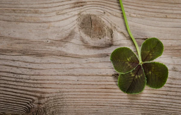 Trébol de cuatro hojas para la buena suerte aislado sobre fondo de madera — Foto de Stock