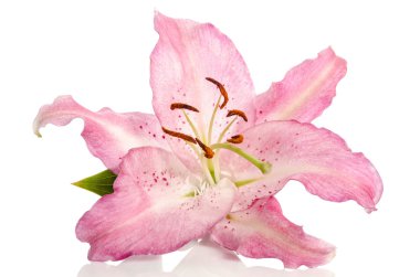 Zambak çiçeği beyaz arkaplanda izole edilmiş.