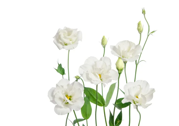 Belles fleurs d'eustomes isolées sur fond blanc — Photo