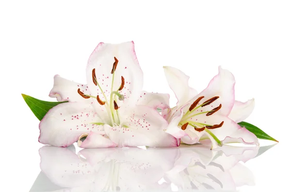 Two pink lily flowers. Isolated on white background — Stock Photo, Image