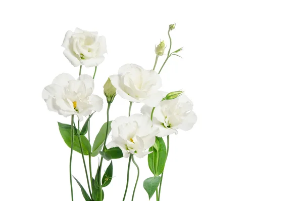 De belles fleurs d'eustomes isolées sur fond blanc et libres — Photo