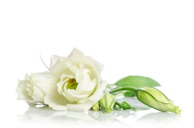 Beyaz arka plan üzerinde izole güzel beyaz eustoma çiçek