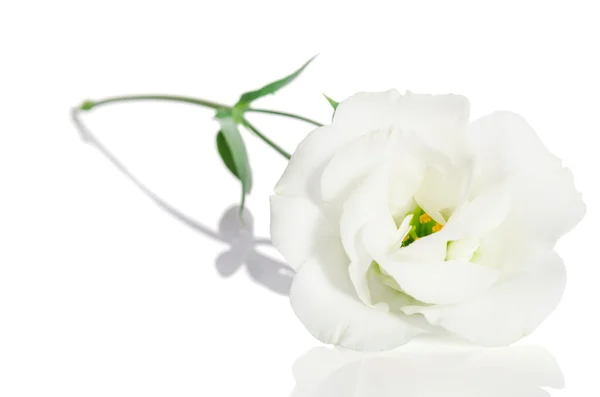 Bela flor branca com folhas sobre fundo branco. Eustoma — Fotografia de Stock