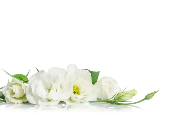 Fiori del eustoma bello isolati su priorità bassa bianca e gratuiti — Foto Stock