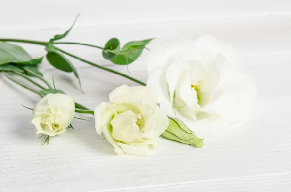 Belles fleurs d'eustomes sur fond de bois blanc — Photo