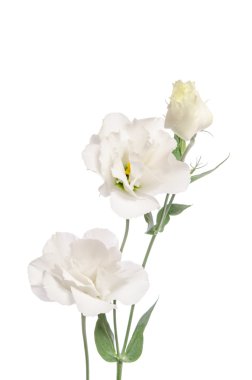 Beyaz izole güzellik beyaz çiçekler. Eustoma