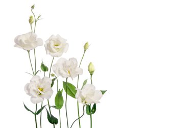 Beyaz arkaplanda izole edilmiş güzel östoma çiçekleri 