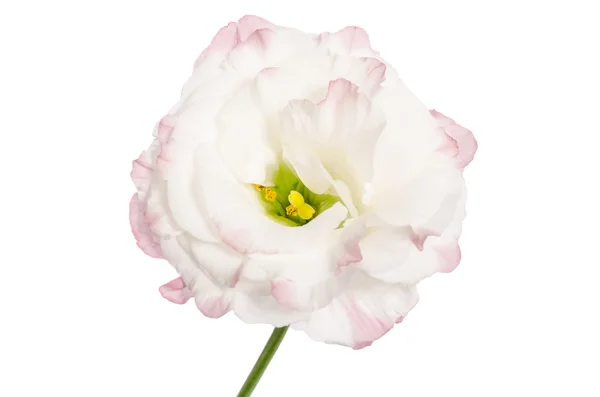 Beleza luz rosa flor isolada no branco. Eustoma — Fotografia de Stock
