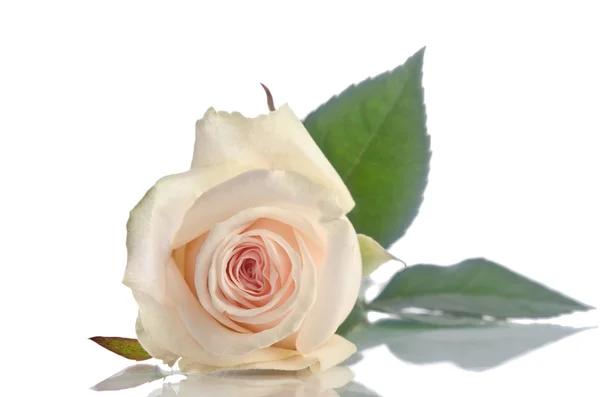 Beautiful single white rose lying down on a white background — Stock Photo, Image